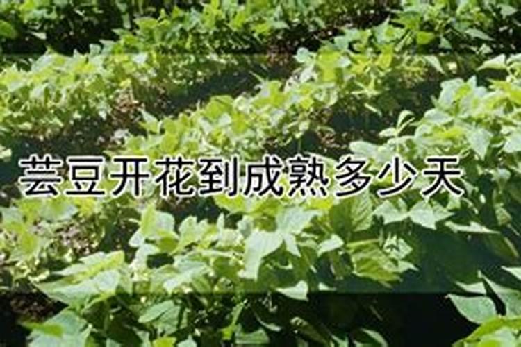 施肥时间及肥种