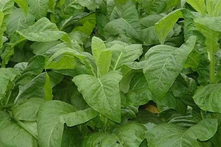 养花叶面肥的制作方法如何制作花肥 花肥的制作方法