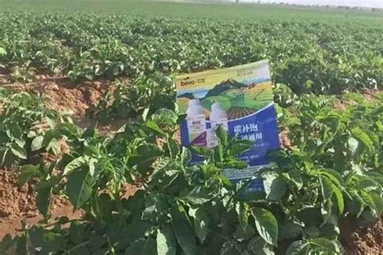 红薯打什么叶面肥增产 植物叶面肥有哪些