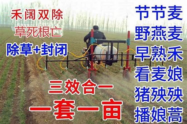 小麦冬前喷什么叶面肥