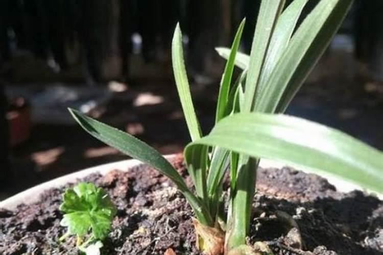 种棉花需要什么肥料