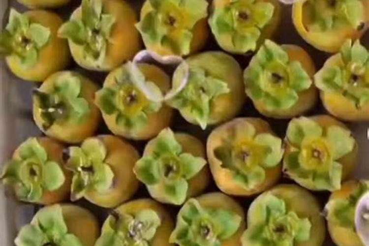 柿子树喂什么肥料最好