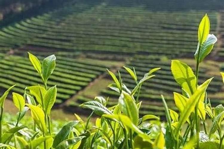 一亩茶叶需要多少肥料？