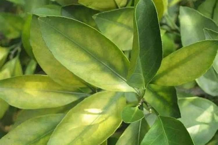 花椒树施氮肥多引起枯萎怎么办？