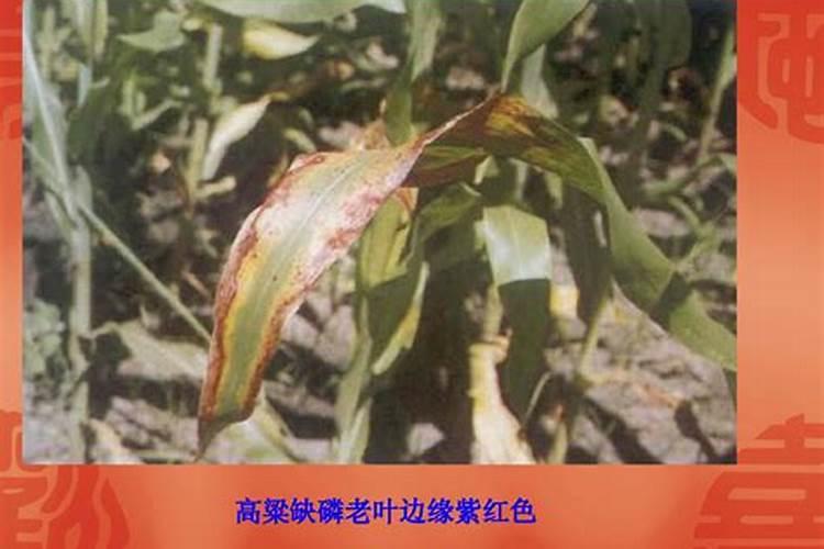 烤烟常用肥料有哪些？