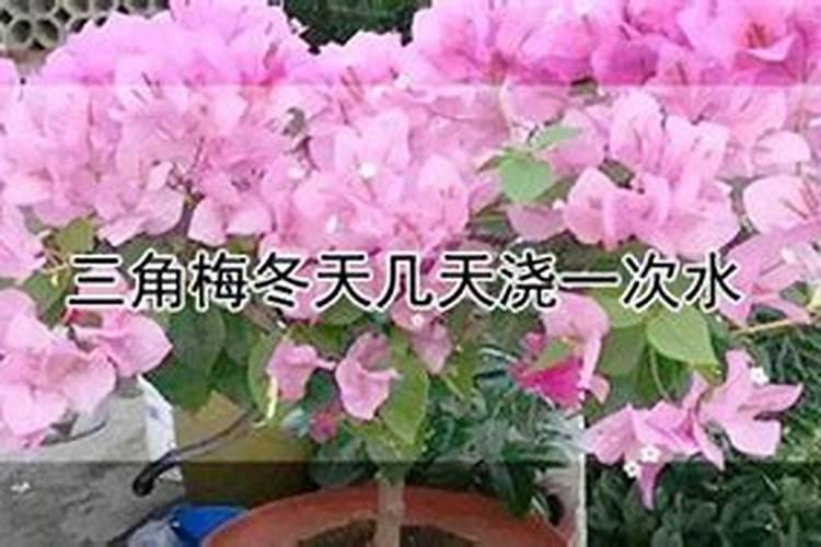 扦插成活的三角梅什么时候可以施肥？