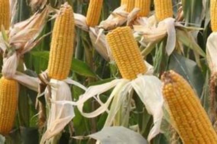 玉米喷叶面肥会增产吗 什么时候喷施效果好