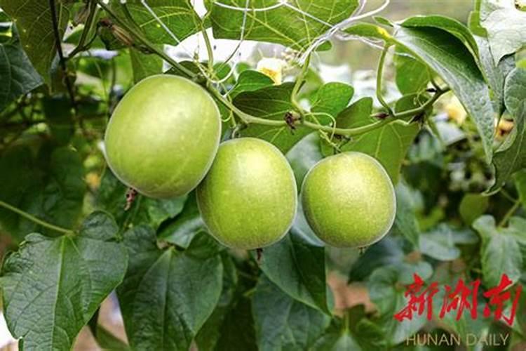 罗汉果种植用肥？