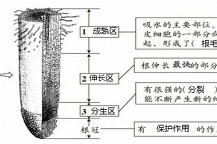 花多多1号和奥绿5号对月季有什么作用？