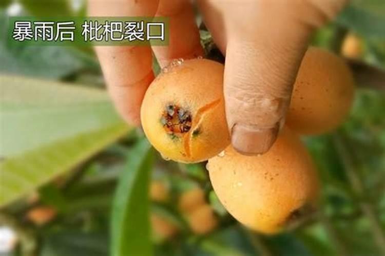 钙肥能防止红薯裂果？