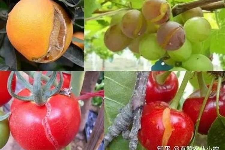 如何快速防治葡萄裂果