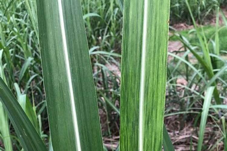 怎么才能知道果树缺什么肥料