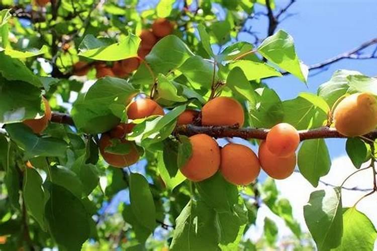 怎么才能让果实膨果上色好？
