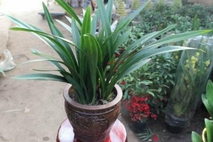 墨兰花期怎样施肥管理