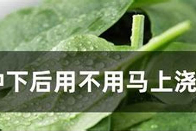 怎么正确使用蔬菜叶面肥