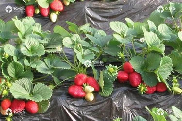 草莓专用肥是什么肥料 草莓施入氮磷钾肥的作用