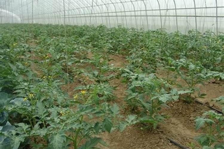 蔬菜用肥是不是越多越好呢？应该如何施肥更准确？