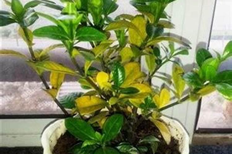 应该怎么做才能养好栀子花