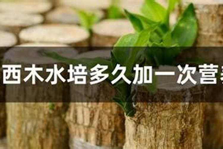 水培巴西木用什么肥料