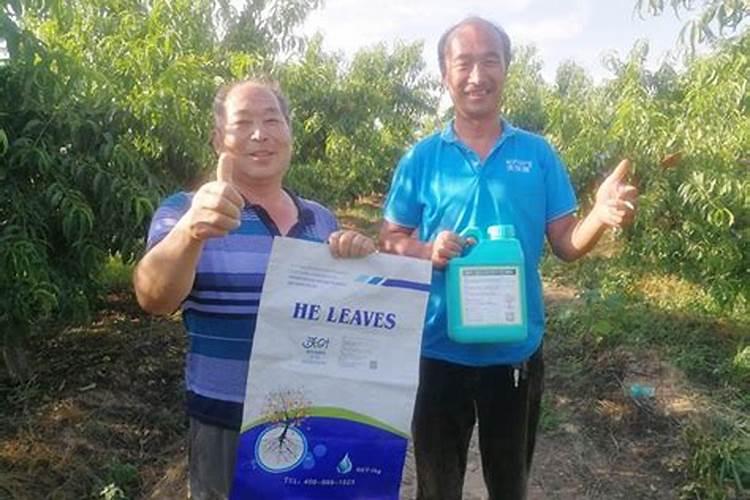 桃树用什么肥料最好