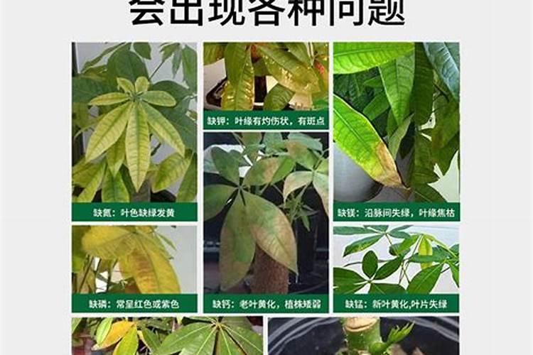 水养发财树怎么养才旺盛 水养发财树如何养才旺盛