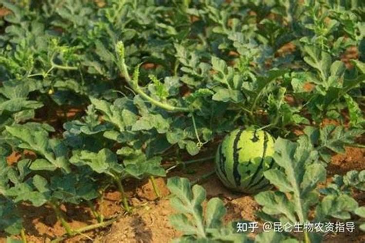 番茄开花阶段使用什么叶面肥效果好？