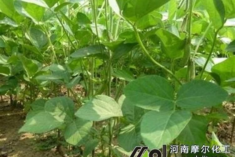 种绿豆用什么肥料好