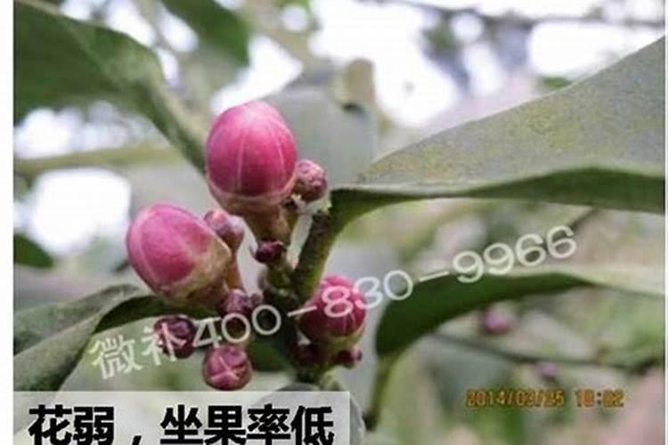 柠檬怎么施肥？