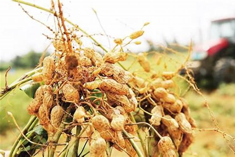 花生对于肥料的需求有哪些 哪种叶面肥可促花生高产