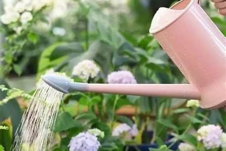 种芝麻用什么肥料