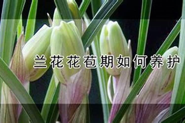 兰花开花期如何给施肥