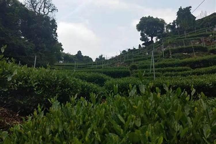 茶花开花的时候可以喷药吗？可以喷叶面肥吗？