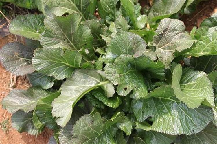种芝麻用什么肥料