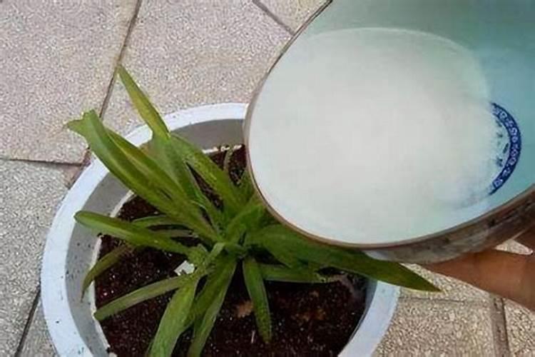 氮肥化肥怎么浇花