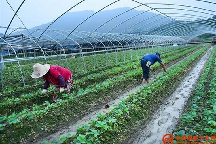 草莓专用肥是什么肥料 草莓施入氮磷钾肥的作用