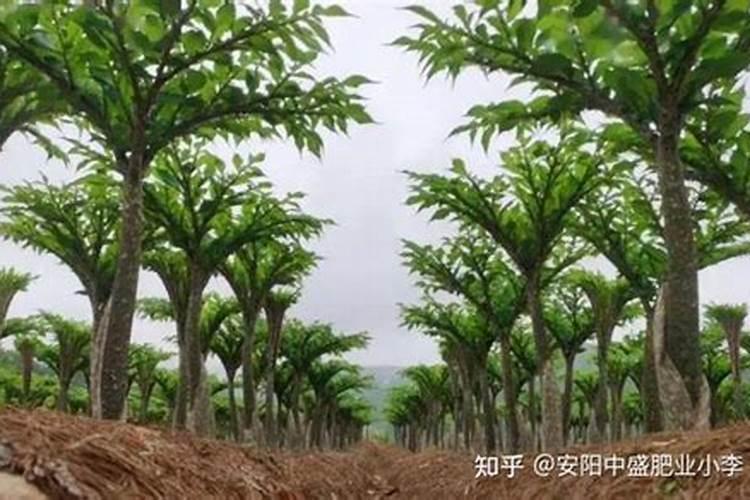 种植魔芋的大忌,这三种肥料都不能使用