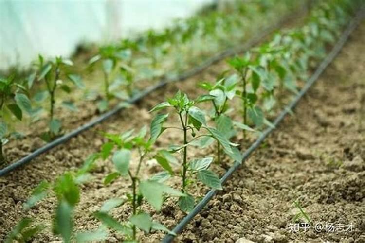 为什么夏天种植辣椒要补硼？硼有什么用？