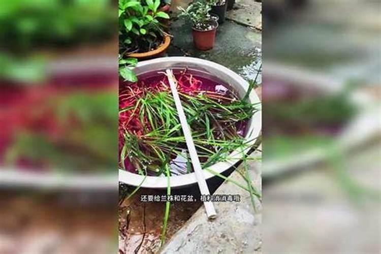 兰花防两腐用什么药好