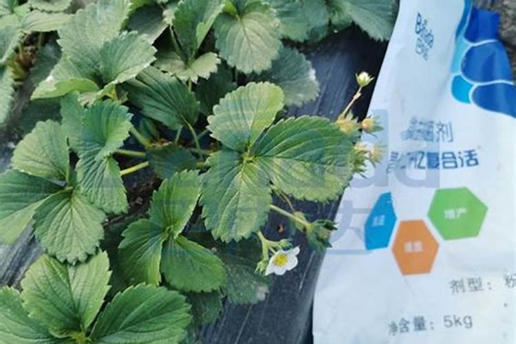 氨基酸水溶肥高温天气喷草莓有副作用吗