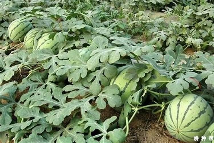 芸苔素对小麦起什么作用