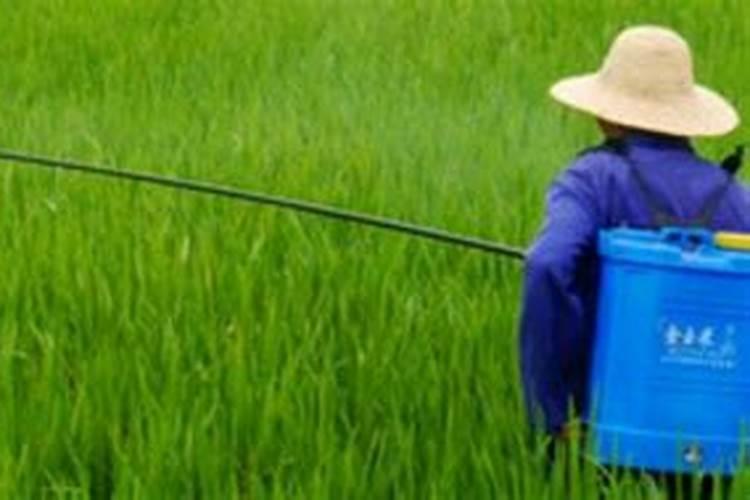 荔枝如何控梢促花