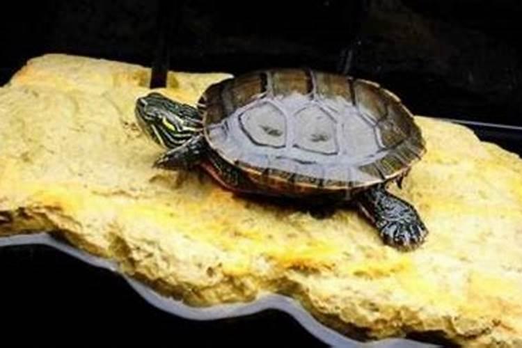 3月份的3CM的小乌龟怎么养啊？我有加热垫,我不想让它冬眠可以吗？