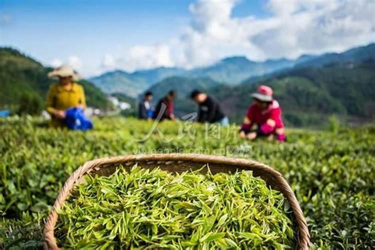 茶叶叶面肥催芽肥的正确使用