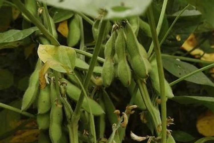 毛豆的施肥方法 毛豆4种施肥技术