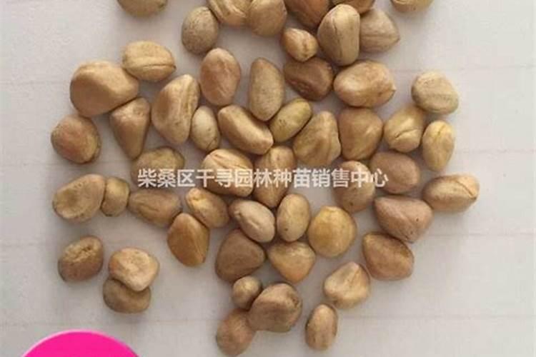 硼肥在杨梅膨果时期能增加种子的饱满度吗 硼肥怎么施效果好