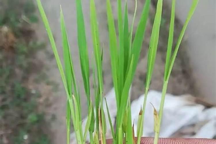 番茄苗移栽后几天施肥 番茄苗的追肥要求