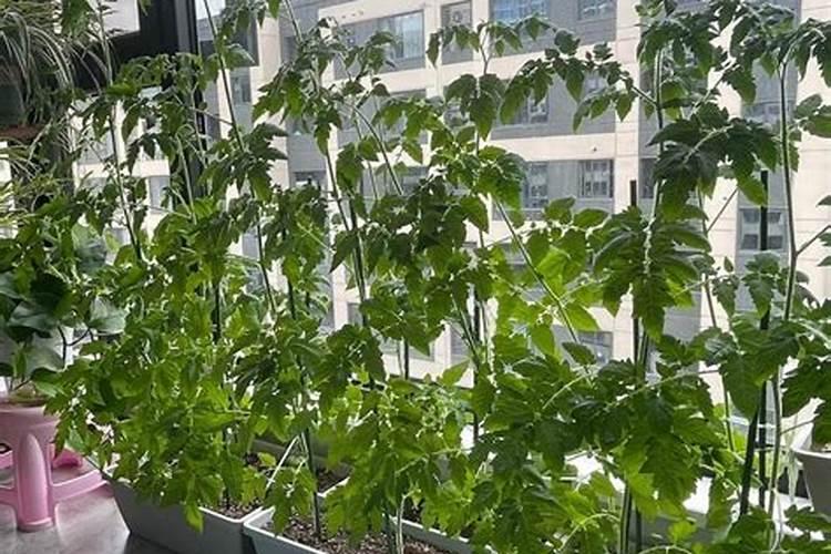在自己家中,什么属于氮肥范畴