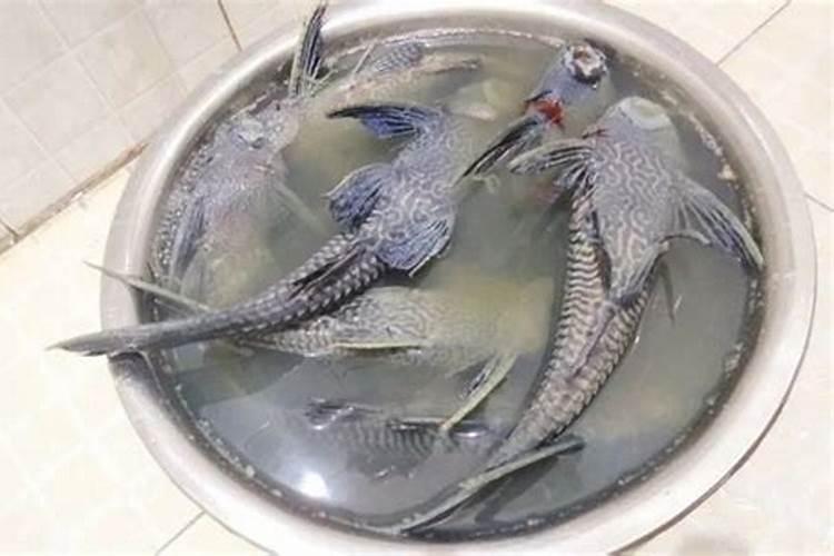 鱼屎太多怎么办 鱼缸里鱼屎多怎么处理