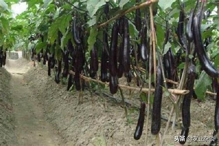 茄子追肥用什么肥料好 几月份开始追肥