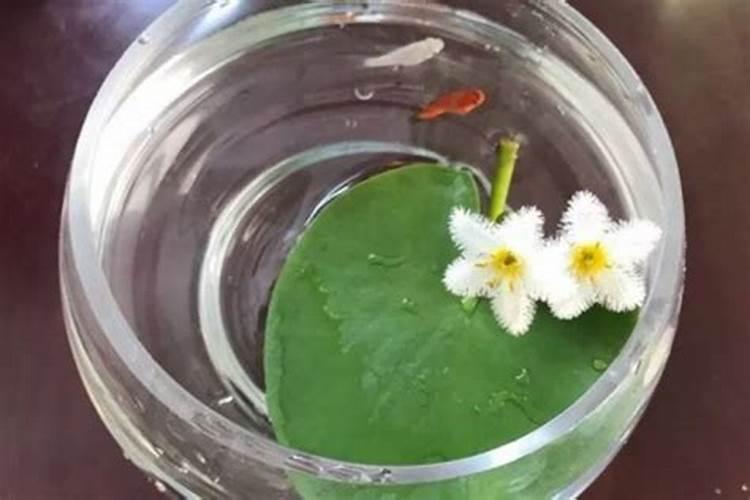 一叶莲叶子黄了怎么办